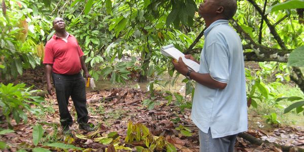 TRS cocoa pod counters in Ivory Coast 