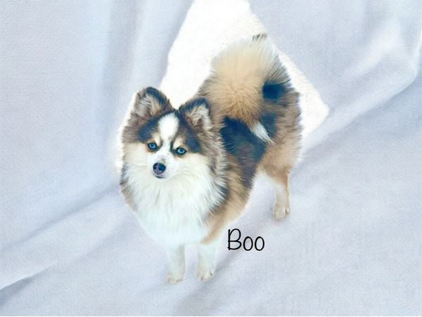 Micro pomsky stud dog