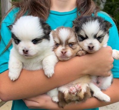 Micro pomsky puppies
