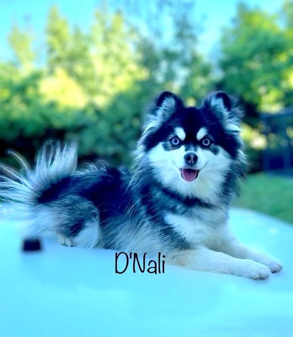 Black and white micro woolly dam pomsky