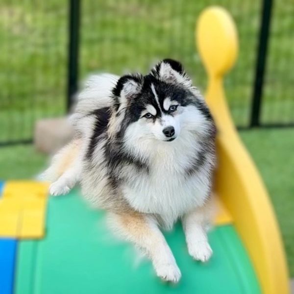 Future dam pomsky