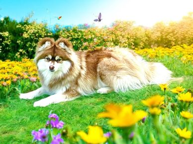 Woolly red pomsky future Dam