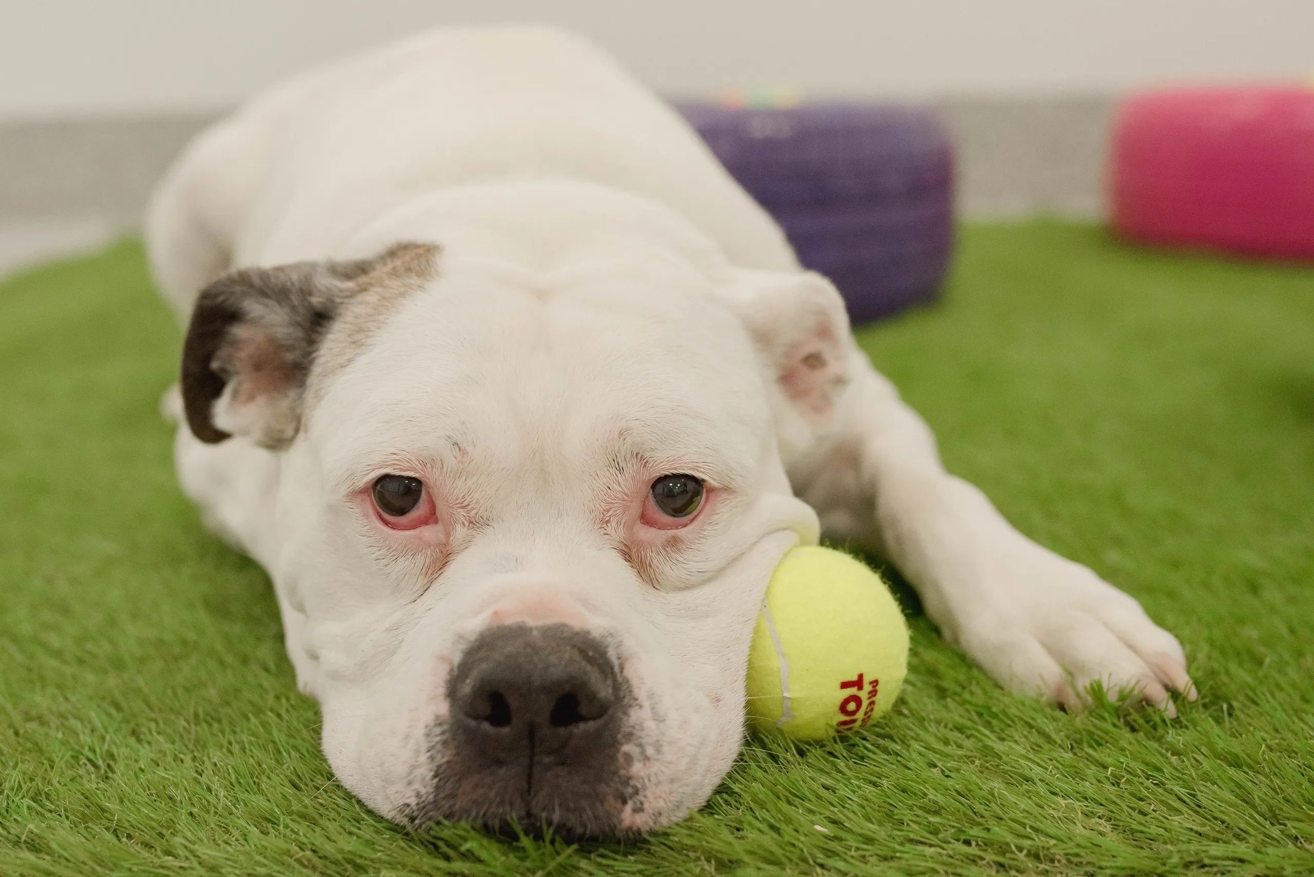 Mind Your Dog - Image 1