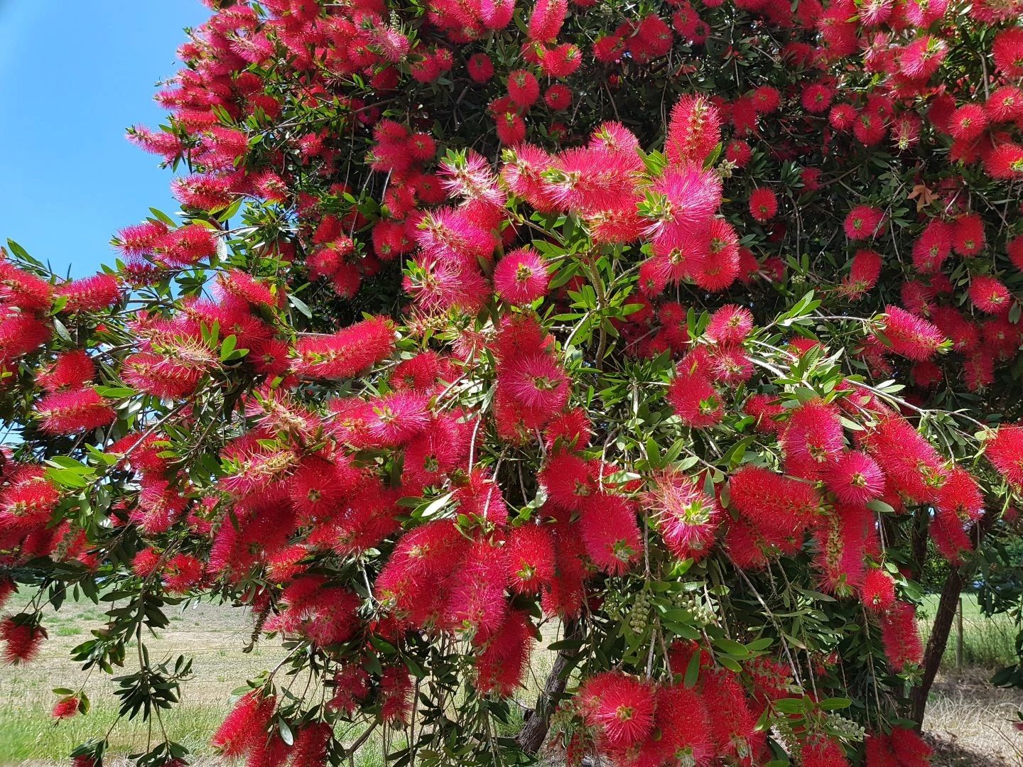 Trees for hot, dry climates