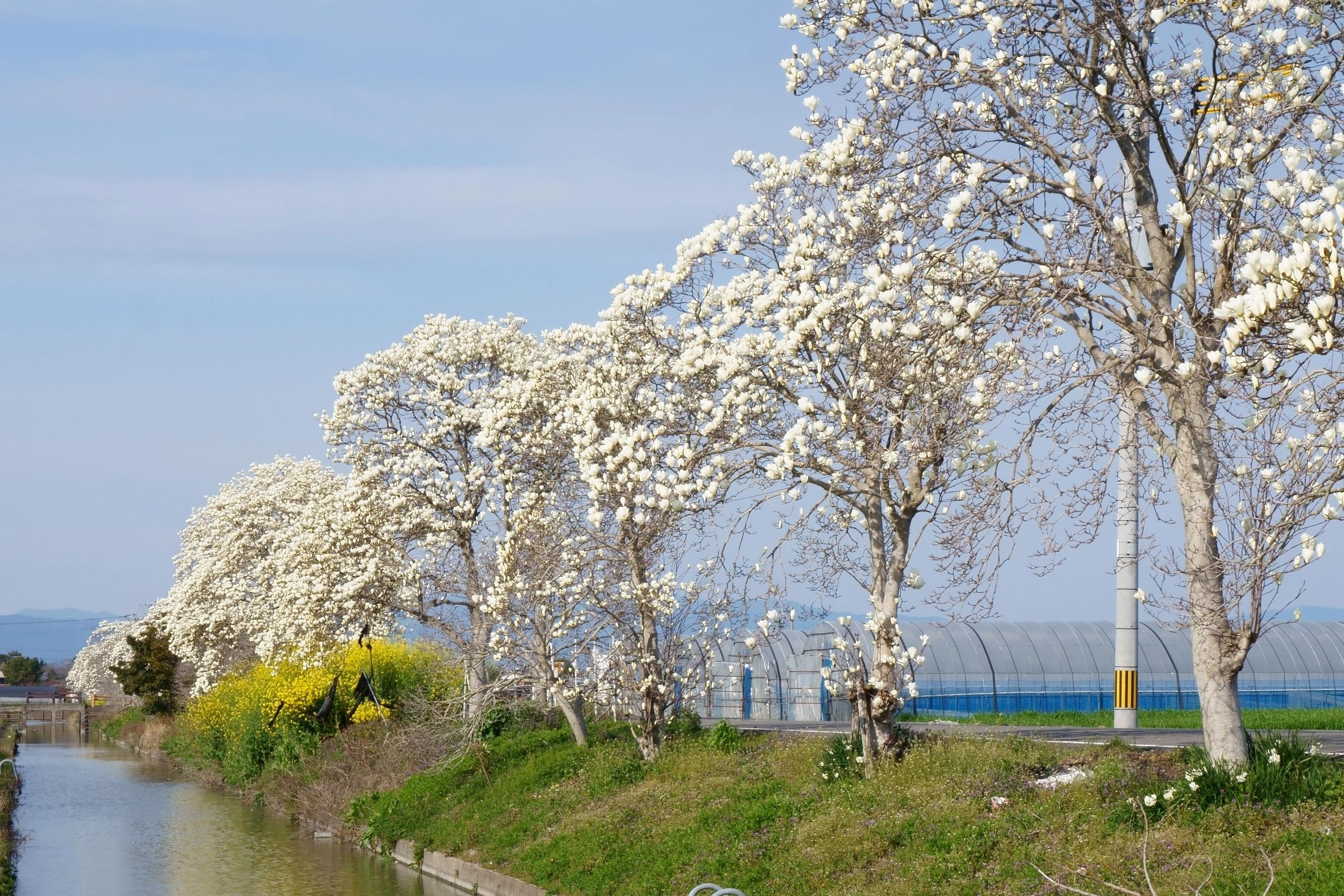 Deciduous Trees for Cool Gardens