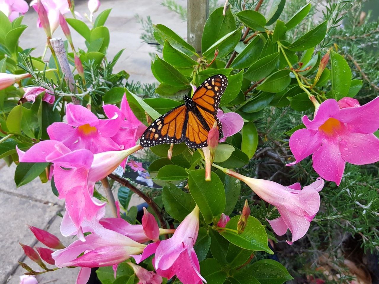 Mexican Flame Vine- Climbing Vine For Monarch Butterflies