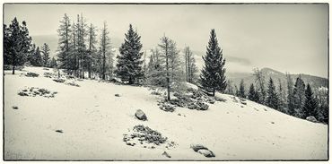 Mountains, trees, winter