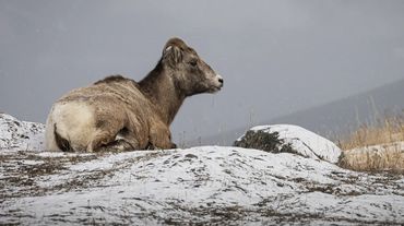 Mountain Goat