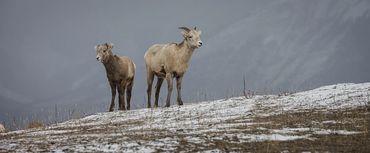 Mountain Goats