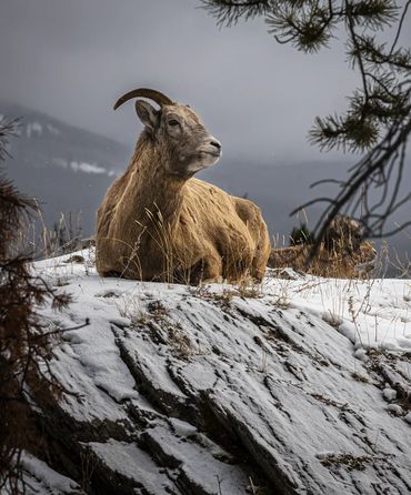 Mountain Goats