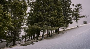 winter, snow, trees, pines