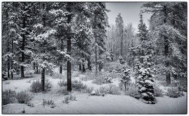 winter, snow, bushes