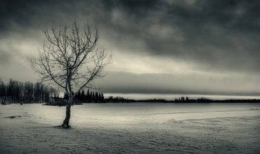 Elk Island, Lonely tree