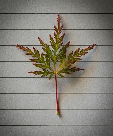 leaf, maple 