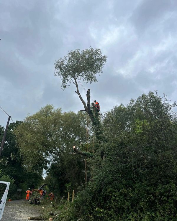 Commercial tree pruning on this willow near a road