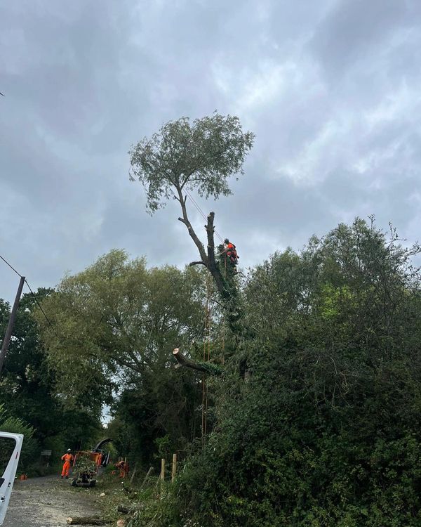 Commercial tree pruning on this willow near a road