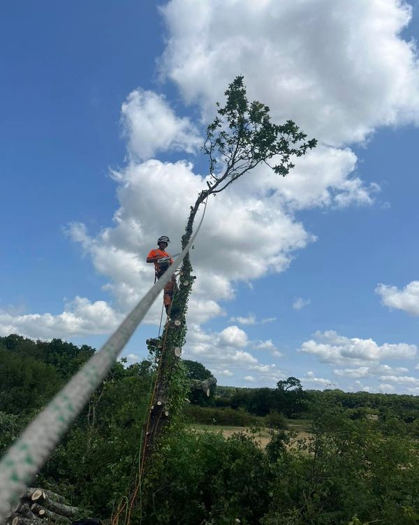 tree climbing, done safely