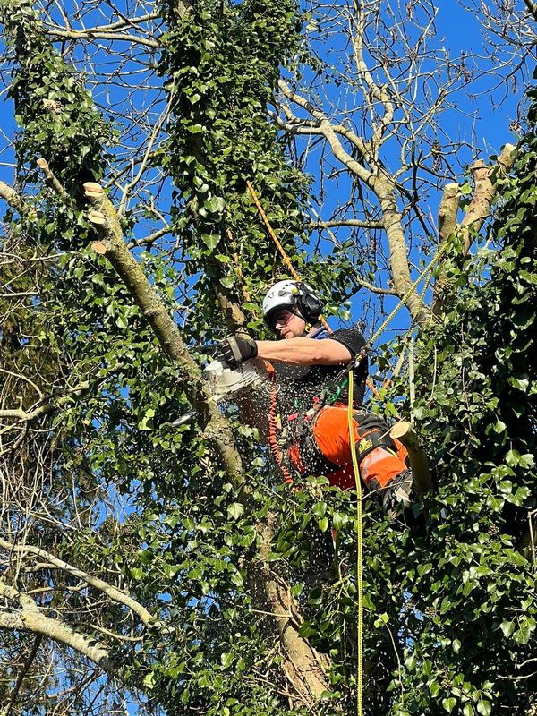 Tree cutting