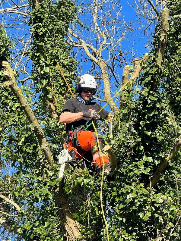 Climbing arborist