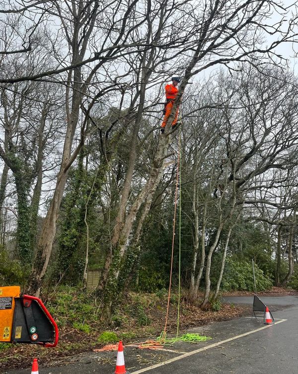 Commercial tree services