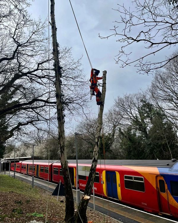 Tree surgeon climbing a large Silver Birch tree