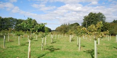 Planting young trees