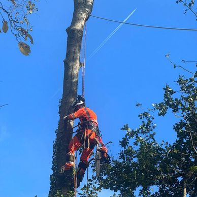 Tree removal