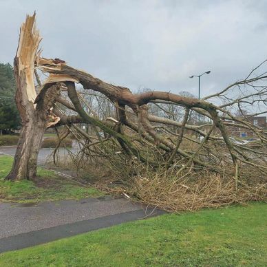 Storm damaged tree
