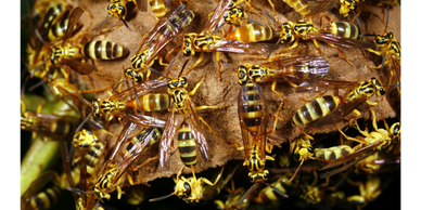 bees/wasps on a hive