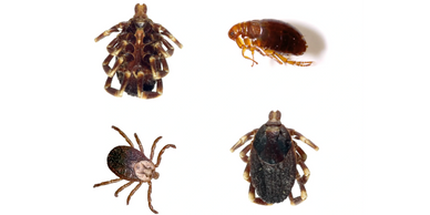 Flee and ticks
