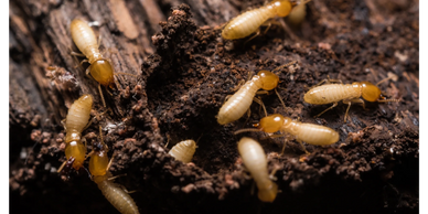 termites in dirt