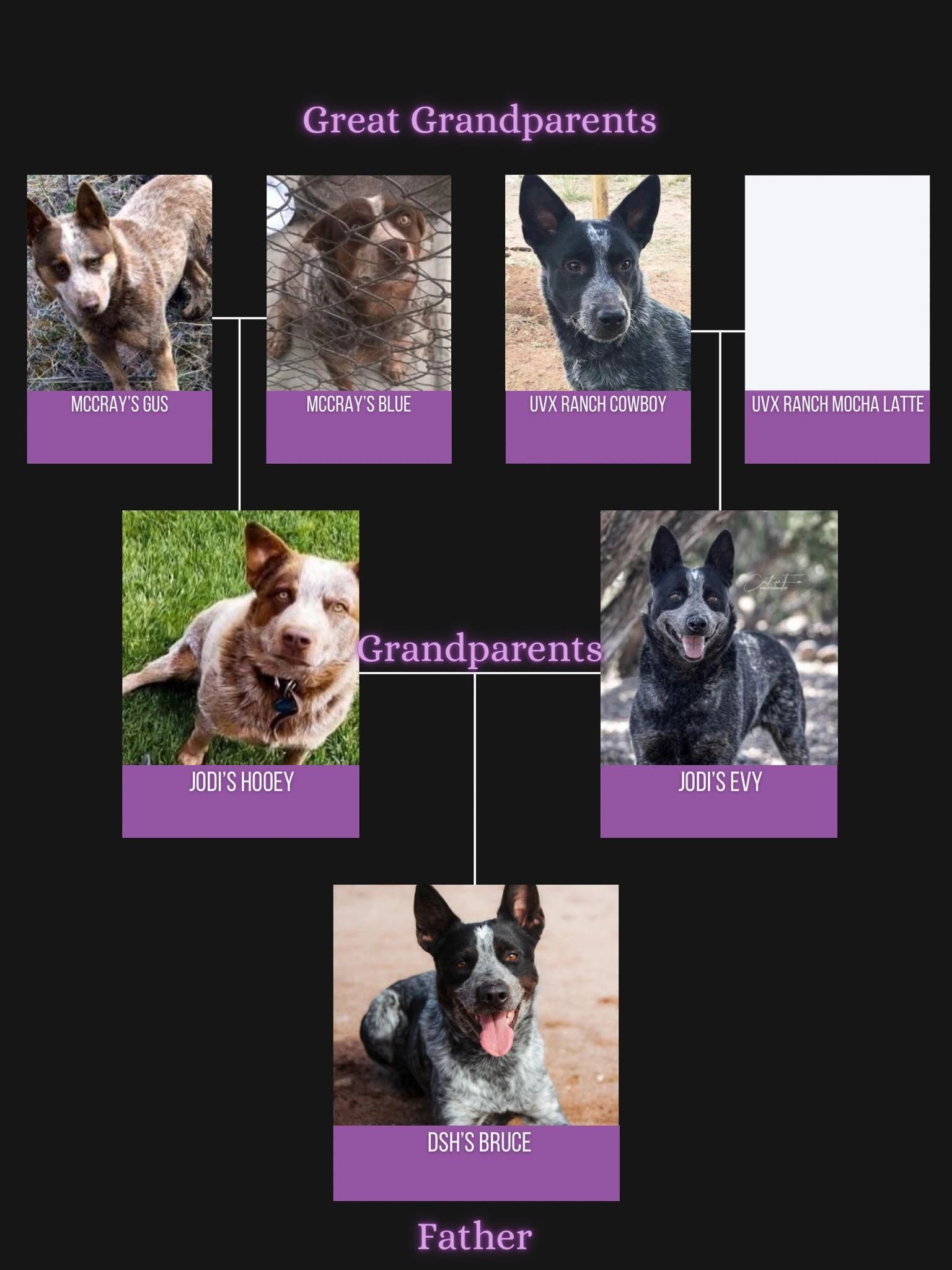 Family tree of Australian Cattle Dogs with photos and names.