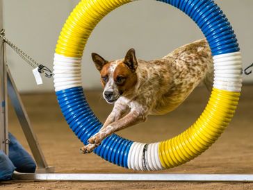 Australian Cattle Dog agility