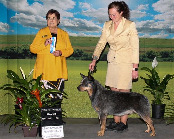 Australian Cattle Dog New Champion