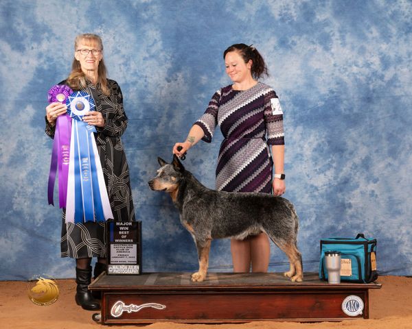 Australian Cattle Dog Major Win