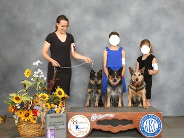 Australian Cattle Dog Winners Bitch