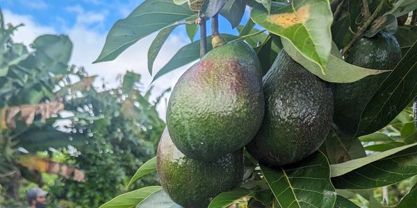 Green avocados hanging on a tree branch.