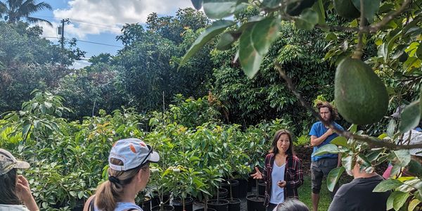 Group of people in a garden with avocado trees.