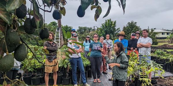 Group learning about avocado farming outdoors.
