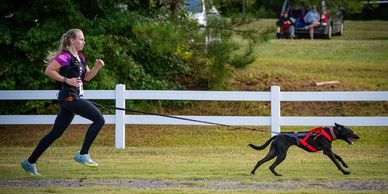 German short haired pointer dog running canicross in nonstop dogwear gear