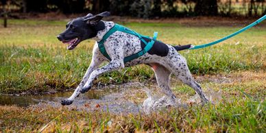 German short haired pointer dog running canicross in nonstop dogwear gear