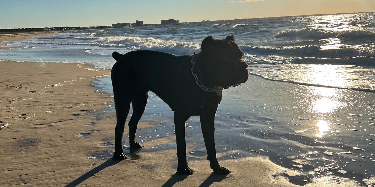 A black dog stands on the beach with long shadows at sunset.