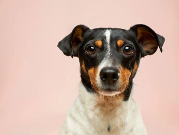 Jack Russell short haired dog.