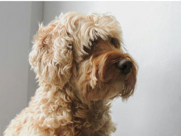 Cavapoo. Curly hair groom.