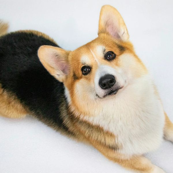 Corgi relaxed.  Happy groomed dog.