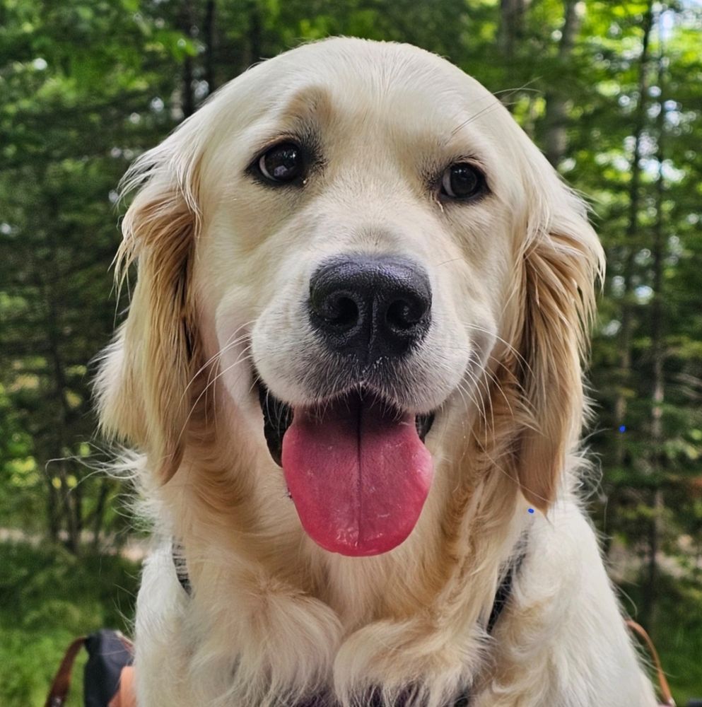 Close-up of a happy golden retriever with its tongue out in a forest.