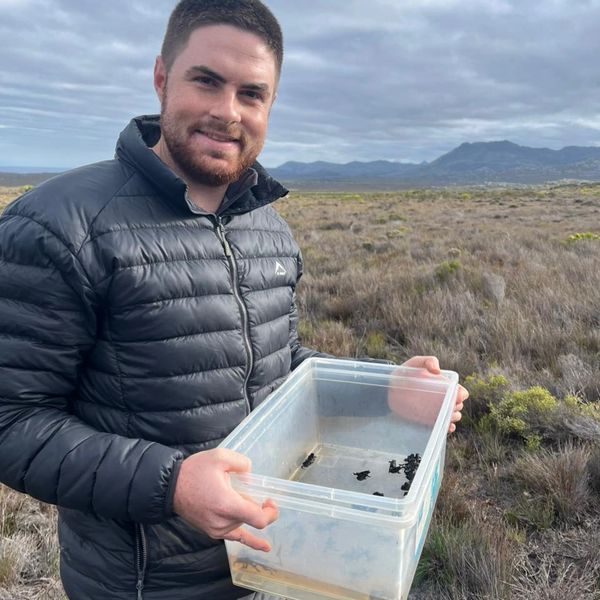 Luke with a colony of Critically Endangered Peninsula Mountain Toadlets -Capensibufo rosei.