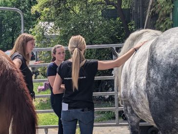 DIPO Deutsches institut für Pferdeosteopathie Pferdephysiotherapie NRW Düsseldorf Niederrhein Hessen