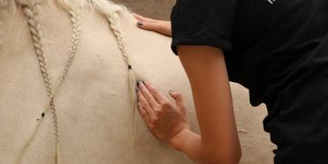 Pferdephysiotherapie, Pferdeosteopathie, ERM, Bowen, DryNeedling für Pferde.