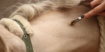 Pferdephysiotherapie, Pferdeosteopathie, ERM, Bowen, DryNeedling für Pferde.